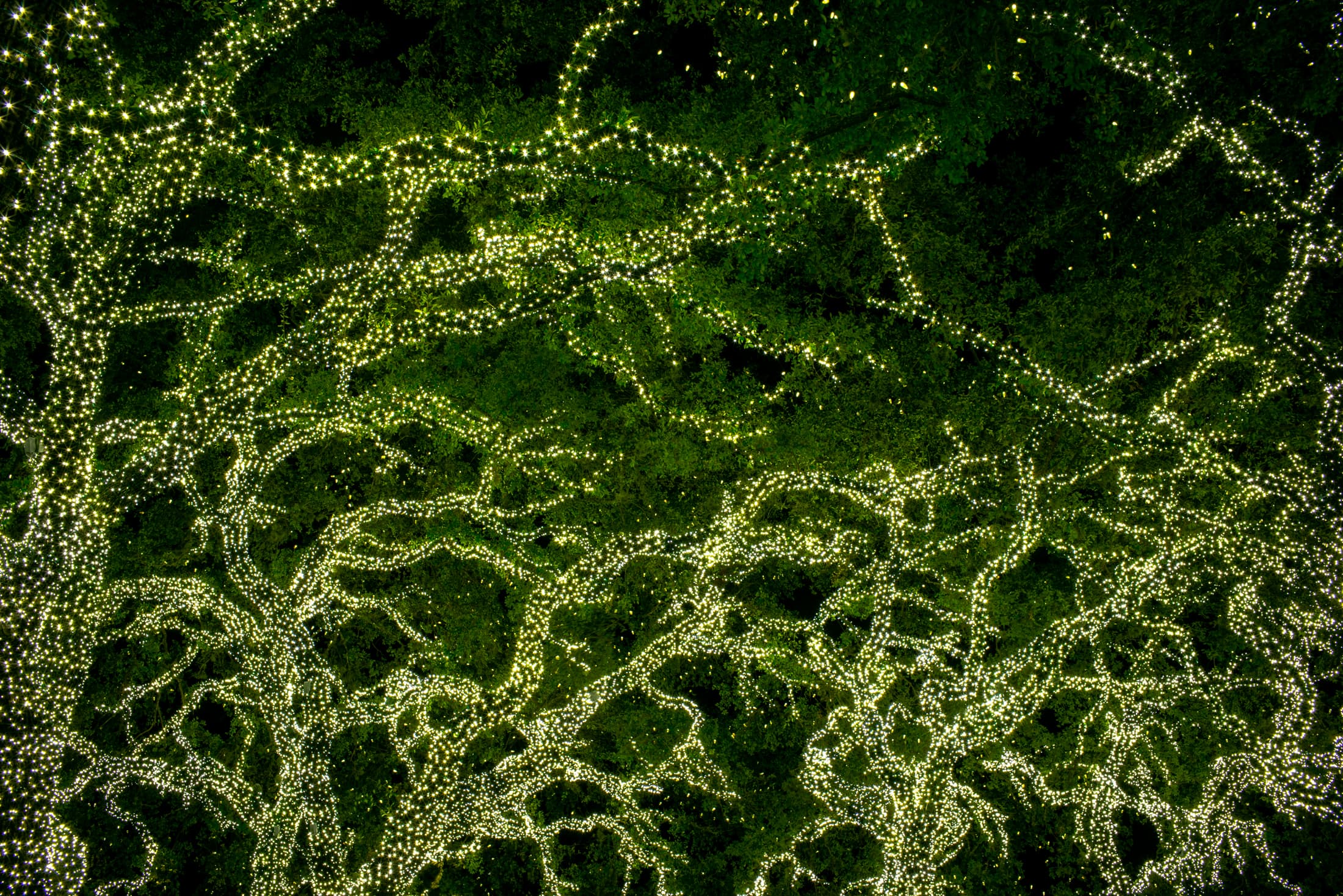 Lights in Trees