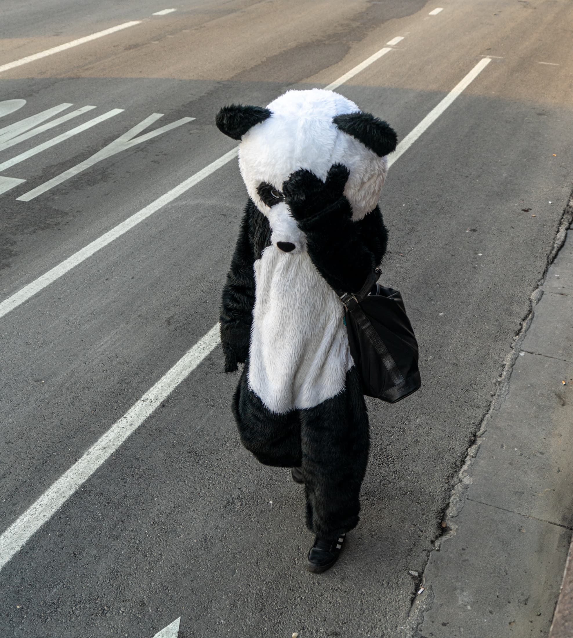 The Elusive Sad Urban Panda