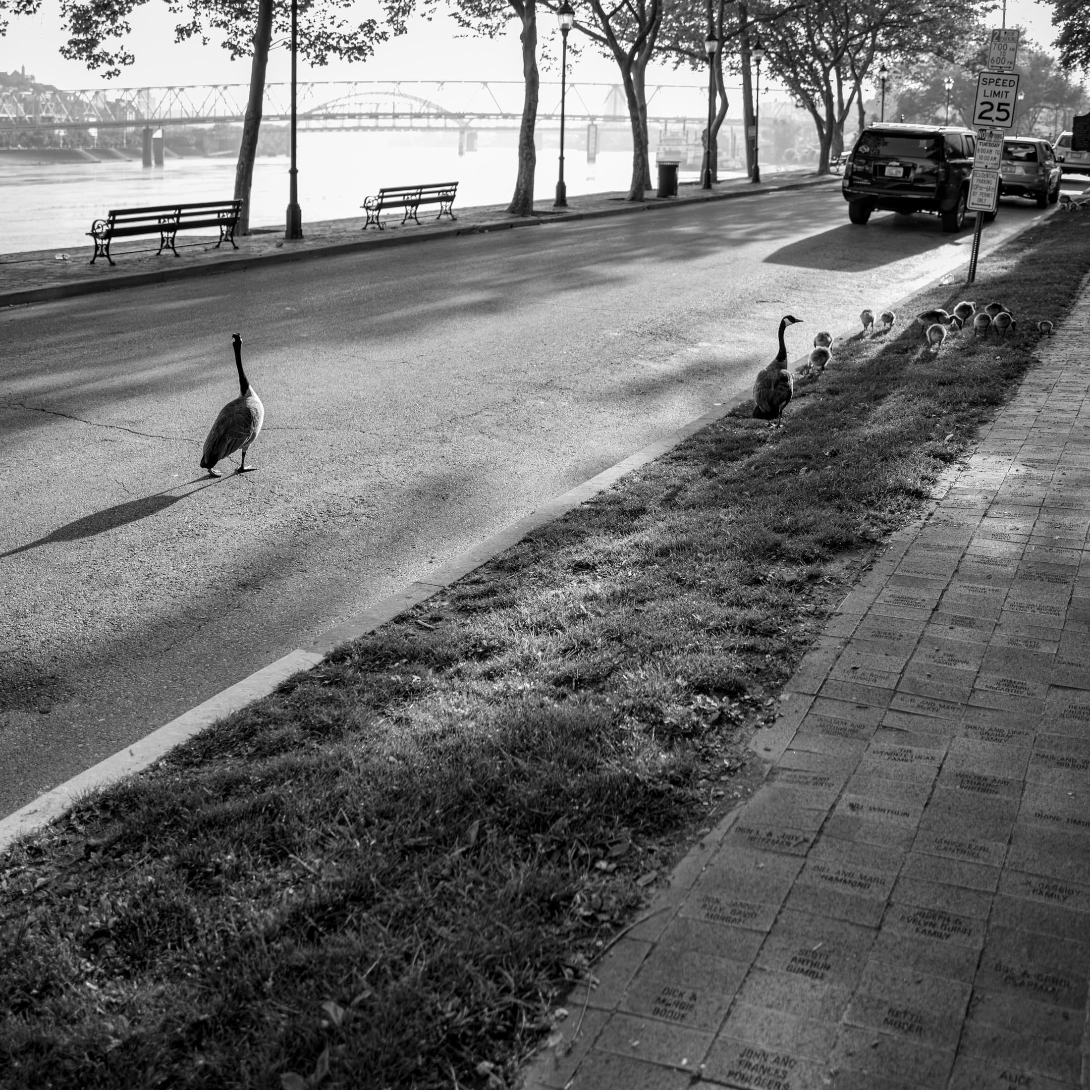 Geese Crossing